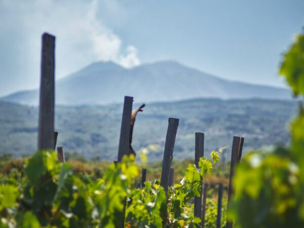 Full Day: Mount Etna & Winery