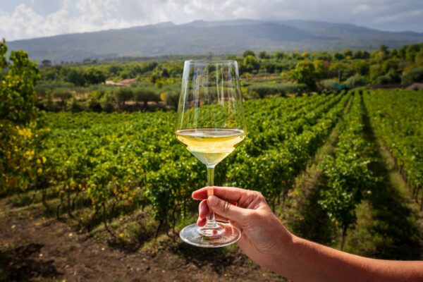 Intera giornata: Etna e visita in cantina